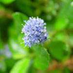 Ceanothus Delight Californian Lilac 20Ltr Trellis Climber