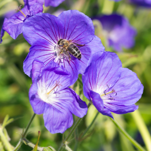 Geranium Orion