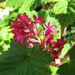 Ribes Sanguineum Pulborough Scarlet (Flowering Currant) 3Ltr