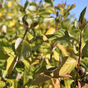 Cornus Alba Aurea (Red Barked Dogwood)