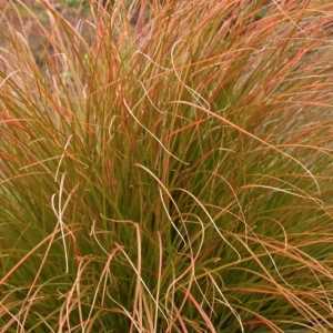 Carex Testacea (New Zealand Hair Sedge)