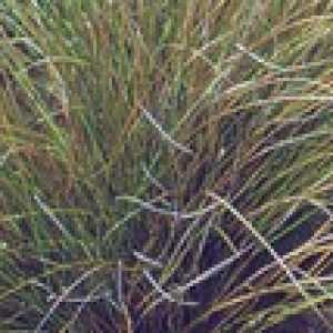 Carex Testacea (New Zealand Hair Sedge)