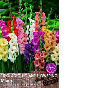 Gladioli (Gladiolus) Giant Flowering Bulbs Mixed 10 Per Pack