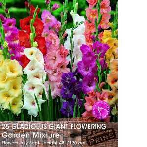 Gladioli (Gladiolus) Giant Flowering Bulbs Mixed 25 Per Pack