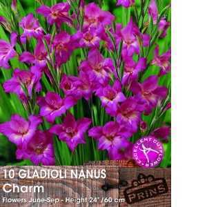 Gladioli Nanus Charm Bulbs 10 Per Pack