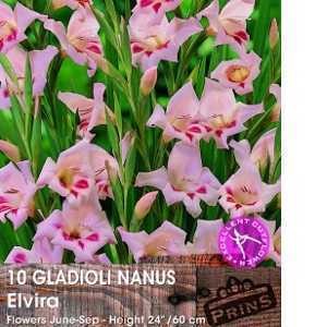 Gladioli Nanus Elvira Bulbs 10 Per Pack