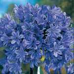 Agapanthus Donau Blue (African Lily) Lily Of The Nile Pre-Packed Perennial 1 Per Pack