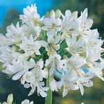 Agapanthus Polar Ice White Lily Of The Nile