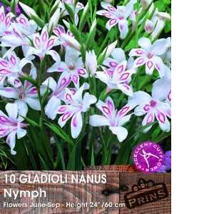 Gladioli Nanus Nymph Bulbs 10 Per Pack
