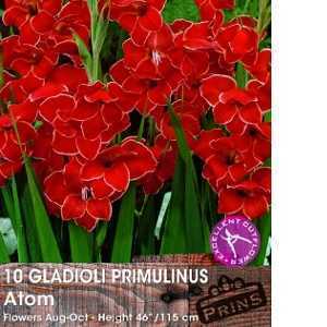 Gladioli Primulinus Atom Bulbs 10 Per Pack