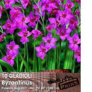 Gladioli Byzantinus Bulbs 10 Per Pack