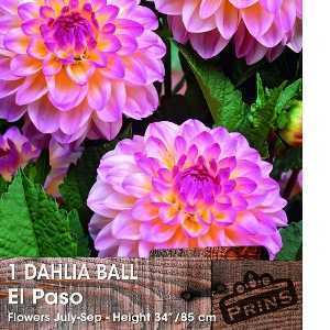 Dahlia Ball Bulbs El Paso 1 Per Pack