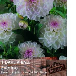 Dahlia Ball Bulbs Eveline 1 Per Pack