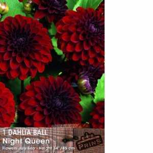 Dahlia Ball Bulbs Night Queen 1 Per Pack