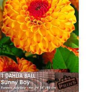 Dahlia Ball Bulbs Sunny Boy 1 Per Pack