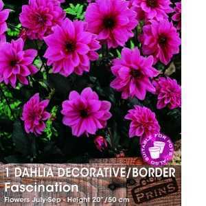 Dahlia Decorative/Border Fascination Bulbs 1 Per Pack