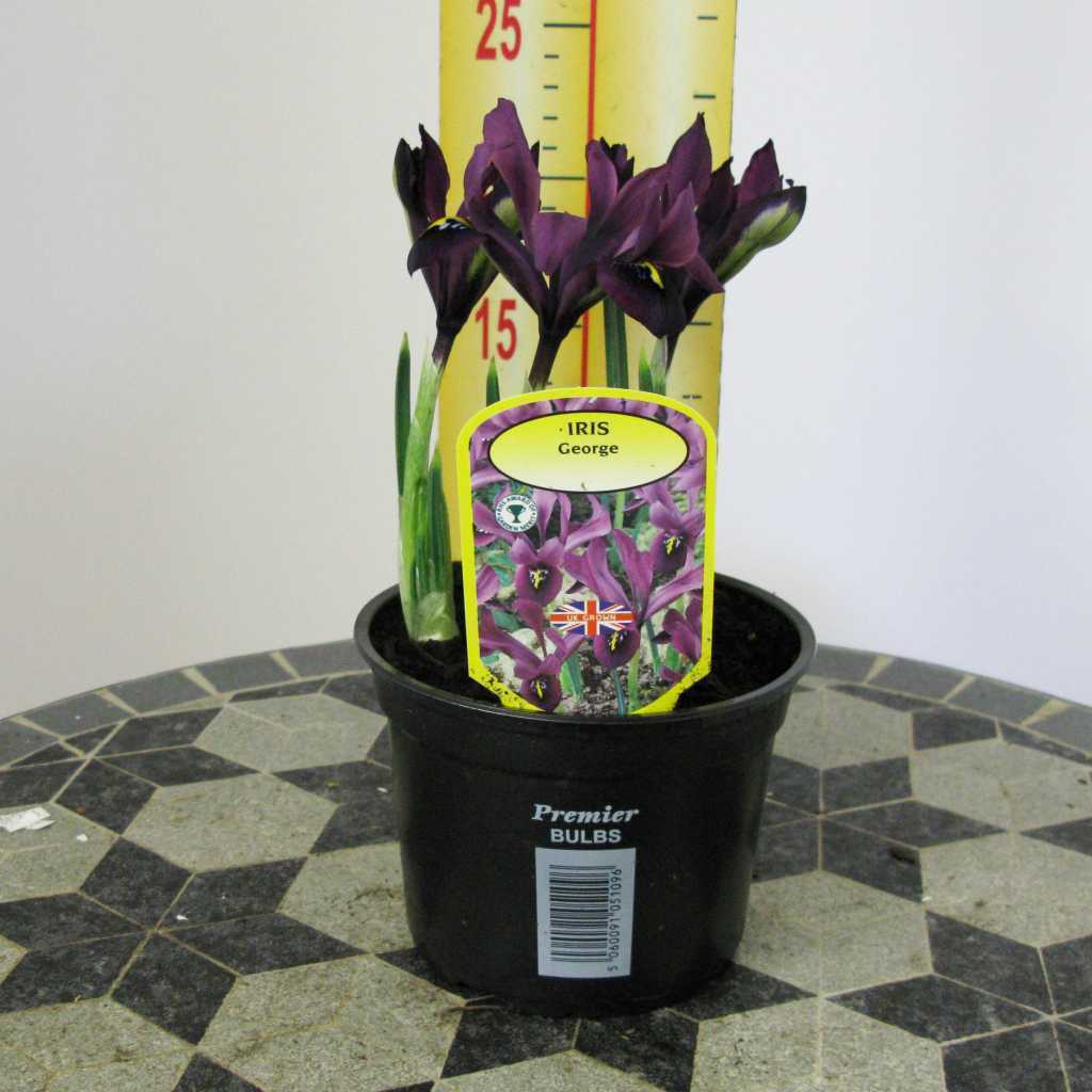 Iris Histroides George Potted Bulbs 13cm Pot