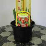 Tulip Pinocchio Potted Bulbs 13cm Pot