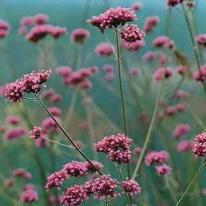 Verbena Bonariensis