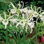 Hymenocallis Ismene Festalis Peruvian Daffodil Pre-Packed Perennial 1 Per Pack