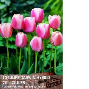 Tulip Bulbs Darwin Hybrid Ollioules 10 Per Pack