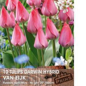 Tulip Bulbs Darwin Hybrid Van Eijk 10 Per Pack