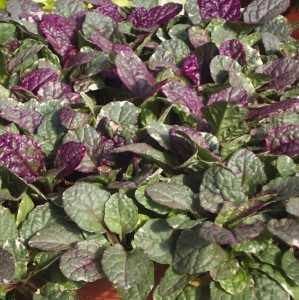 Ajuga Reptans Burgundy Glow Bugleweed Carpet Bugle