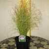 Carex Comans Amazon Mist