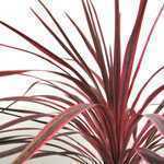 Cordyline Australis Sunrise (Cabbage Plant) 7Ltr