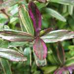 Hebe Purple Shamrock Exclusive Collection