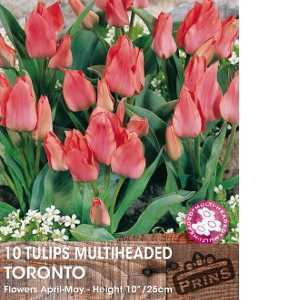Tulip Bulbs Multiheaded Toronto 10 Per Pack