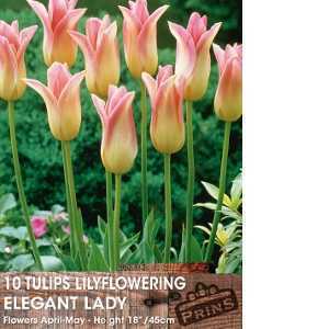 Tulip Bulbs Lilyflowering Elegant Lady 10 Per Pack