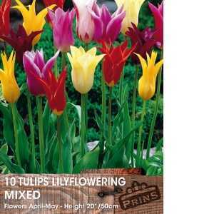 Tulip Bulbs Lilyflowering Mixed 10 Per Pack