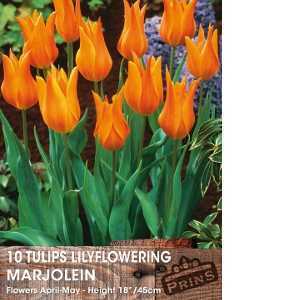 Tulip Bulbs Lilyflowering Marjolein 10 Per Pack