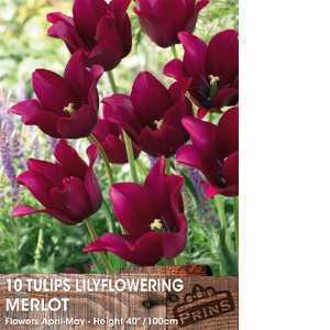 Tulip Bulbs Lilyflowering Merlot 10 Per Pack