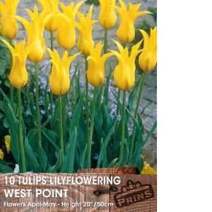 Tulip Bulbs Lilyflowering West Point 10 Per Pack