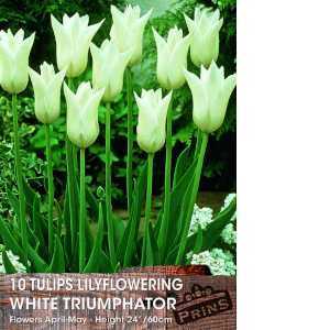Tulip Bulbs Lilyflowering White Triumphator 10 Per Pack