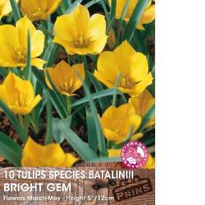 Tulip Bulbs Species Bataliniii Bright Gem 10 Per Pack