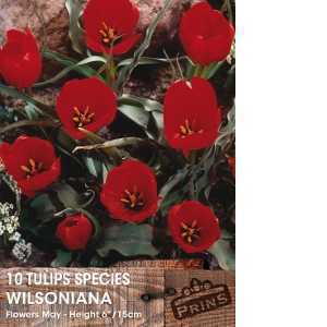 Tulip Bulbs Species Wilsoniana 10 Per Pack