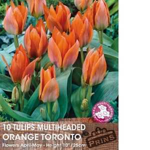 Tulip Bulbs Multiheaded Orange Toronto 10 Per Pack
