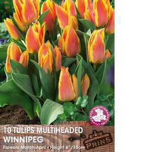 Tulip Bulbs Multiheaded Winnipeg 10 Per Pack