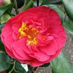 Camellia Japonica Lady Campbell