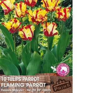 Tulip Bulbs Parrot Flaming Parrot 10 Per Pack