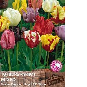 Tulip Bulbs Parrot Mixed 10 Per Pack