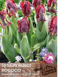 Tulip Bulbs Parrot Rococo 10 Per Pack