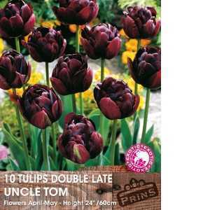 Tulip Bulbs Double Late Uncle Tom 10 Per Pack
