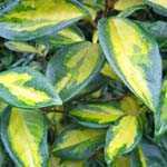 Elaeagnus Pungens Maculata Aurea 1/2 Standard 30Ltr