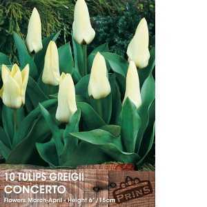 Tulip Bulbs Greigii Concerto 10 Per Pack