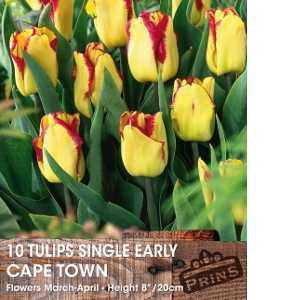 Tulip Bulbs Single Early Cape Town 10 Per Pack