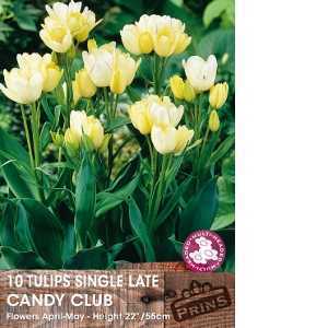 Tulip Bulbs Single Late Candy Club 10 Per Pack